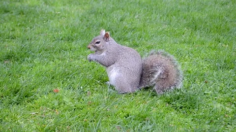 Squirrel on green grass, environment diversity, Stock Footage 64311589