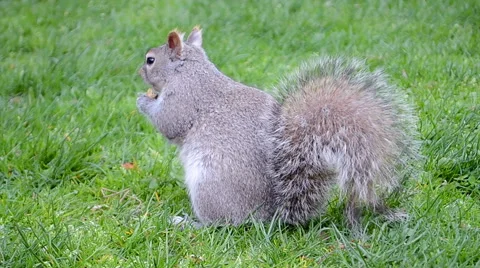 Squirrel on green grass, environment diversity, 스톡 동영상 64316528