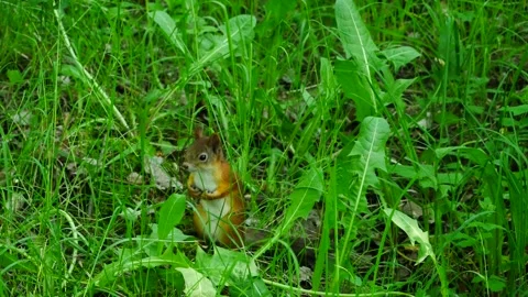 Squirrel in green grass in the forest. 스톡 동영상 277204156