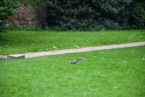 Squirrel on the green grass. Foto stock
