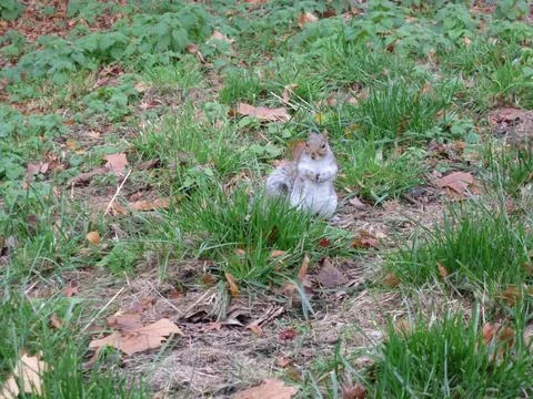 Squirrel in a green meadow Stock Photos