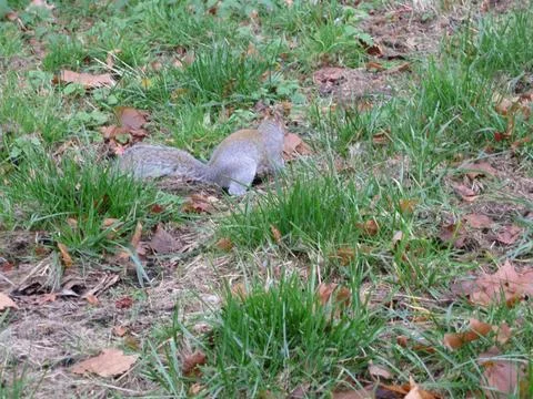 Squirrel in a green meadow Stock Photos