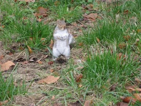 Squirrel in a green meadow Stock Photos