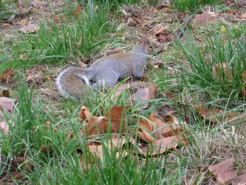 Squirrel in a green meadow Stock Photos