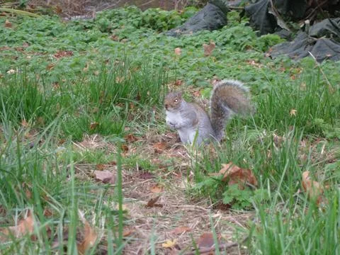 Squirrel in a green meadow Stock Photos