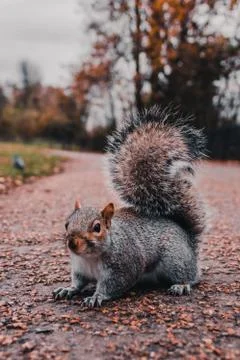 Squirrel in the Green Park Stock Photos