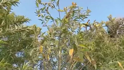 Squirrel green pods under blue sky. 스톡 동영상 336318955