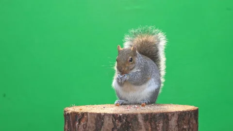 Squirrel on green screen in 4k Pt 2 of 9 Stock Footage 169700870