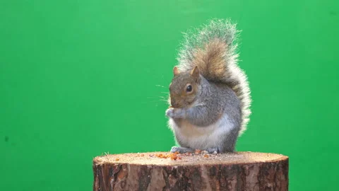 Squirrel on green screen in 4k Pt 7 of 9 Stock Footage 169719247