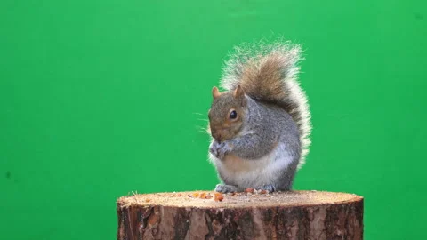 Squirrel on green screen in 4k Pt 6 of 9 Stock Footage 169719419