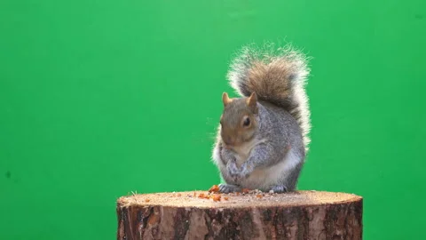 Squirrel on green screen in 4k Pt 9 of 9 Stock Footage 169724998