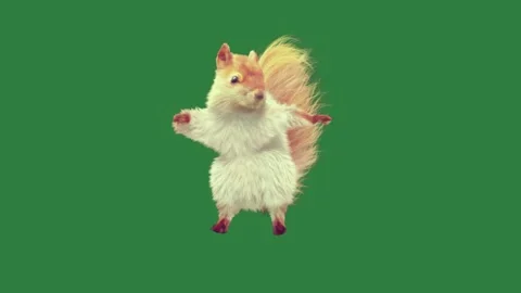 A squirrel on green screen and is dancing chicken flying through the air Stock Footage 335147463