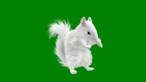 Squirrel green screen animated chromakey background gesture colorful Stockbeeldmateriaal 314067859