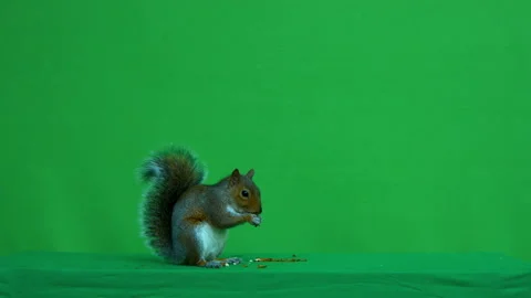 Squirrel grey on Green Screen Chroma key version 51 Stock Footage 139467273
