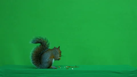 Squirrel grey on Green Screen Chroma key version 50 Stock Footage 139471921
