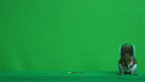Squirrel grey on Green Screen Chroma key version 47 Stock Footage 139476494