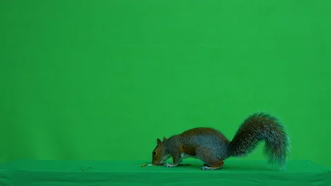 Squirrel grey on Green Screen Chroma key version 46 Stock Footage 139476859