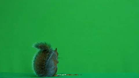 Squirrel grey on Green Screen Chroma key version 41 Stock Footage 139484738