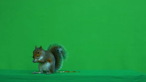 Squirrel grey on Green Screen Chroma key version 40 Video stock 139485057