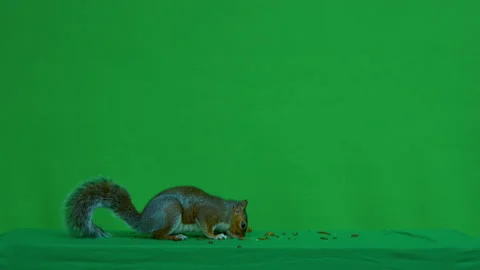 Squirrel grey on Green Screen Chroma key version 37 Stock Footage 139488664