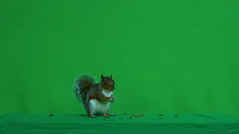 Squirrel grey on Green Screen Chroma key version 34 Stock Footage