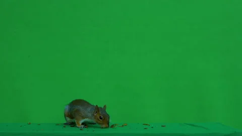 Squirrel grey on Green Screen Chroma key version 33 Stock Footage 139491497