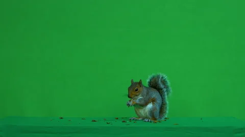 Squirrel grey on Green Screen Chroma key version 28 Stock Footage 139494995