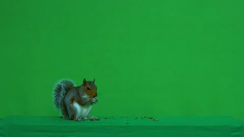 Squirrel grey on Green Screen Chroma key version 25 Stock Footage 139496218