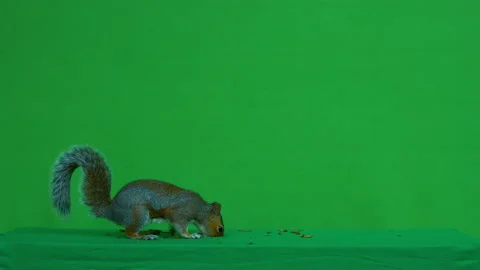 Squirrel grey on Green Screen Chroma key version 24 Video stock 139497135