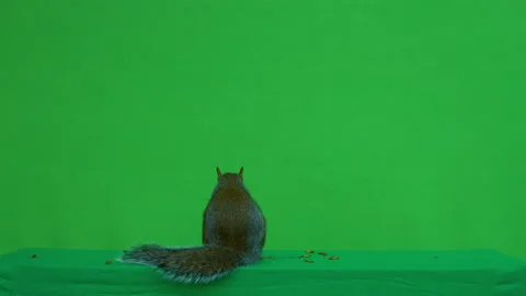 Squirrel grey on Green Screen Chroma key version 20 Stock Footage 139497960