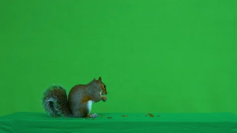 Squirrel grey on Green Screen Chroma key version 11 Stock Footage 139501439