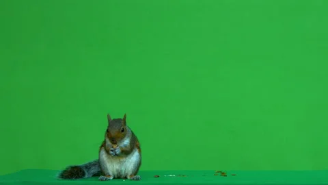 Squirrel grey on Green Screen Chroma key version 5 Stock Footage 139502920