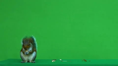 Squirrel grey on Green Screen Chroma key version 2 Stock Footage 139503501