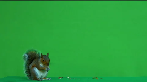 Squirrel grey on Green Screen Chroma key version 4 Stock Footage 139503792