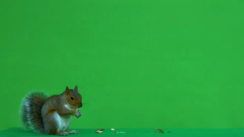 Squirrel grey on Green Screen Chroma key version 3 Stock Footage 139503871