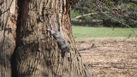 A squirrel grips a tree trunk and hangs upside down. Stock Footage 196996262