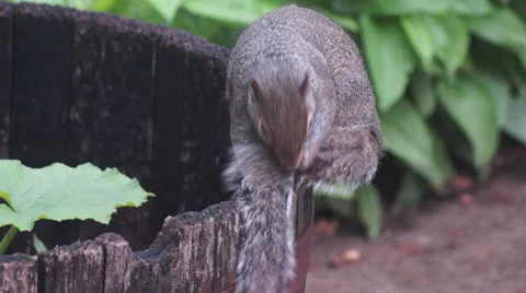 Squirrel grooming Stock Footage 49926021