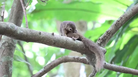 Squirrel grooming Stock-Footage 322172989