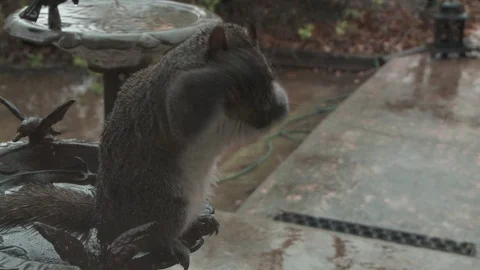 Squirrel grooming in rain Stock Footage 79069274