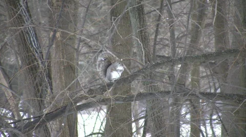 Squirrel is groomming itself in a tree (High Definition) Stock Footage 67596