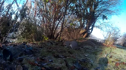 Squirrel on ground 1 Stock Footage 45517000