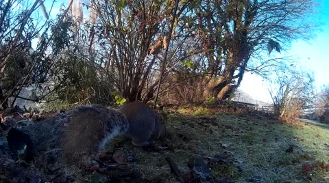 Squirrel on ground 2 Video stock 45517002