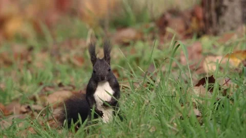 Squirrel on the ground between autumn leaves Stock Footage 283460334