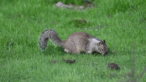 Squirrel, Ground, California, facing camera, feeding on green grass, slom 4k Stock Footage 263929549