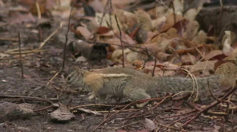Squirrel on ground eating Stock Footage 10871070