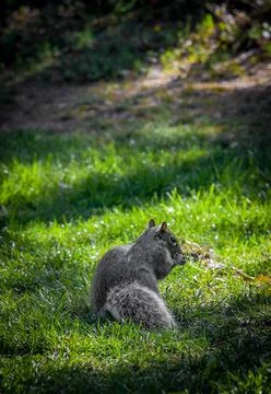 Squirrel on ground eating Stock Photos