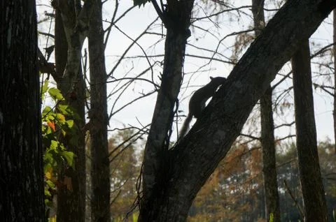 Squirrel on the ground with fall leaves around Stock Photos