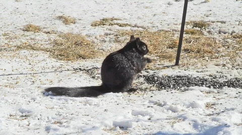 Squirrel on the Ground Stock Footage 626492