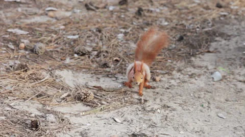 Squirrel on the ground Stock-Footage 22708688