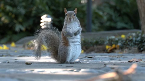 Squirrel on the ground Stock Footage 128522072